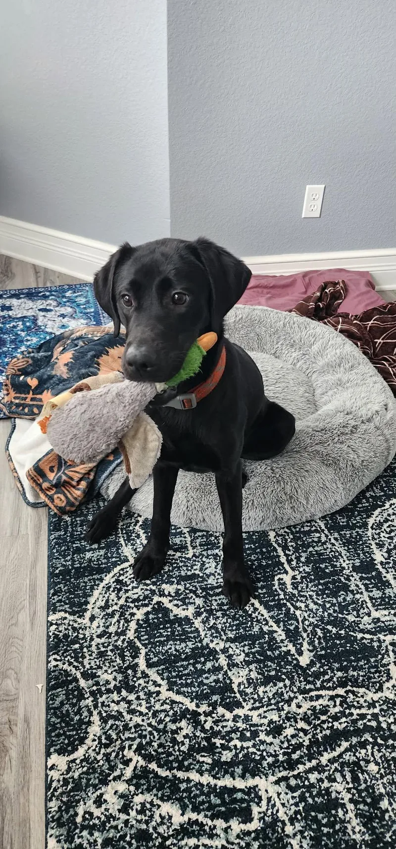 A young medium-sized female Black Labrador Retriever dog named Winnie for adoption in Palatka, FL