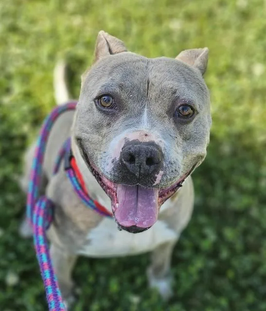 An adult large-sized male Pit Bull Terrier dog named Harlee for adoption in Sacramento, CA