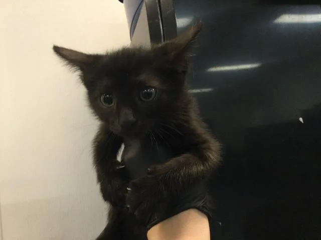 A baby small-sized male Domestic Short Hair cat named Buzz for adoption in Thousand Palms, CA