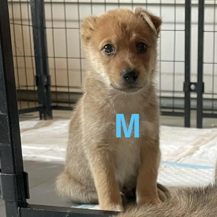 A baby medium-sized male Apricot / Beige Shepherd dog named Van Gogh for adoption in Tacoma, WA
