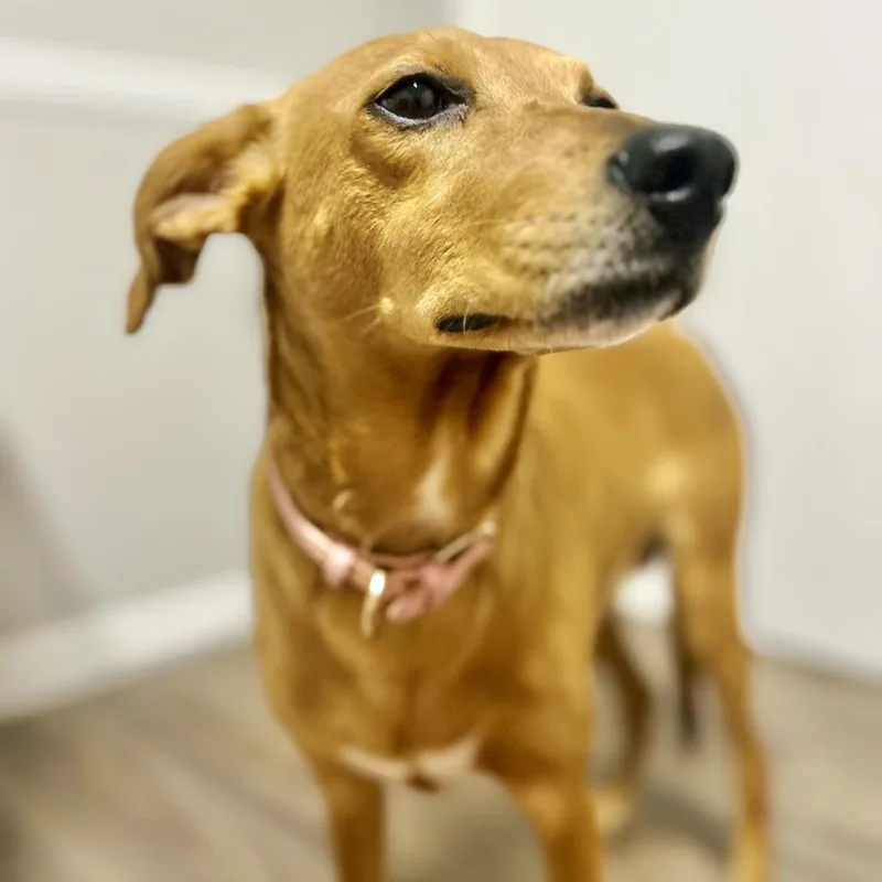 An adult medium-sized female Yellow / Tan / Blond / Fawn Mixed Breed dog named Sweet P for adoption in Opelika, AL