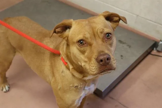 An adult medium-sized female Mixed Breed dog named Tizzy for adoption in Columbia, SC