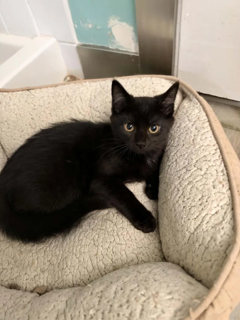 A baby medium-sized male Black Domestic Short Hair cat named Rico for adoption in Cincinnati, OH
