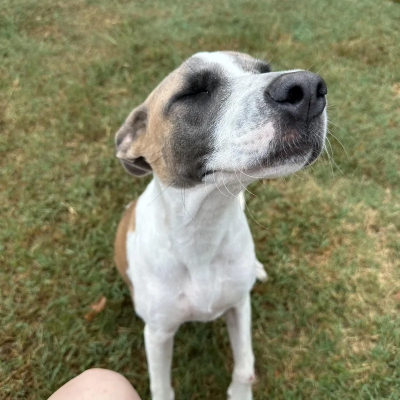 A young medium-sized female Tricolor (Brown, Black, & White) Beagle dog named Katie for adoption in Hawkins, TX