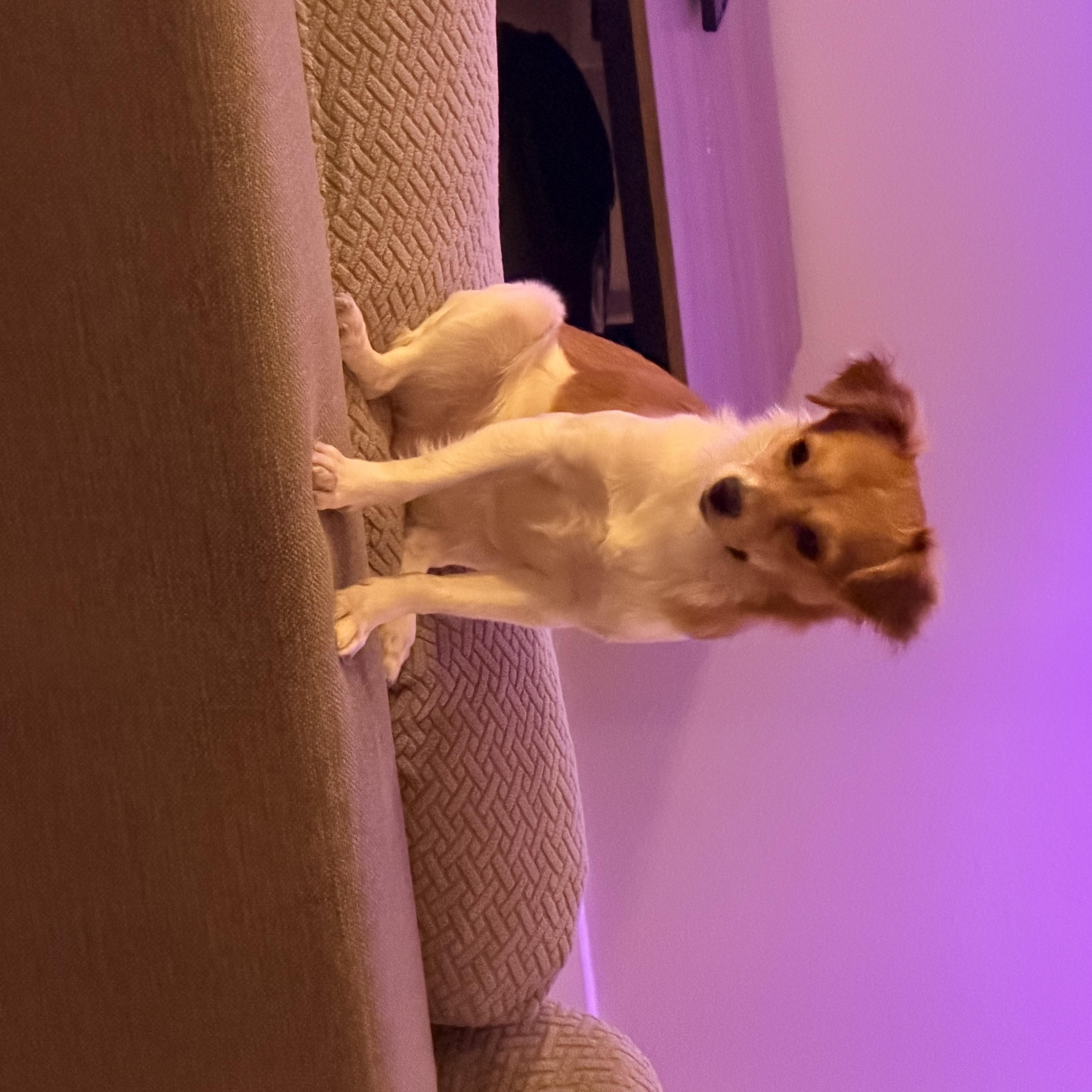 A young small-sized female Chihuahua dog named Rory for adoption in Austin, TX