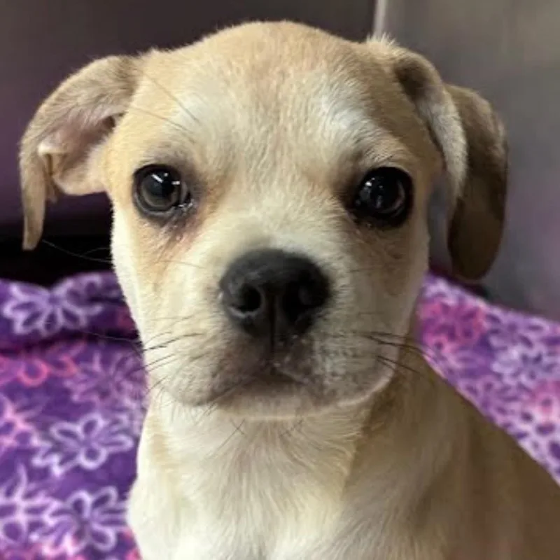 A baby small-sized male Yellow / Tan / Blond / Fawn Beagle dog named Zucca for adoption in Austin, TX