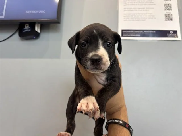 A baby small-sized female Pit Bull Terrier dog named Nebraska for adoption in Garland, TX