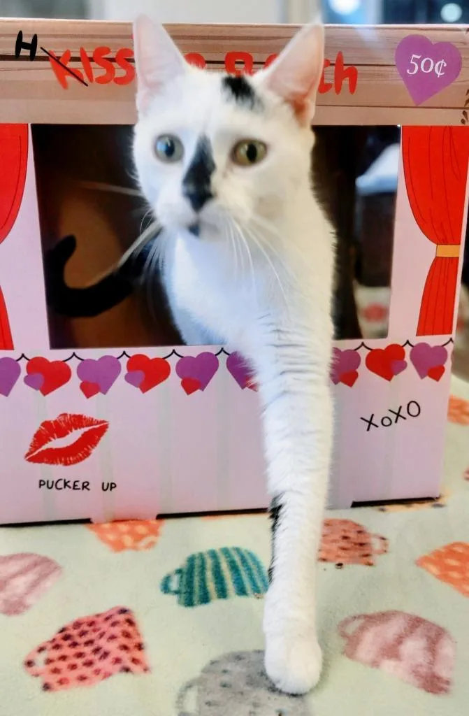 An adult small-sized female Domestic Short Hair cat named Flea for adoption in Elizabethton, TN