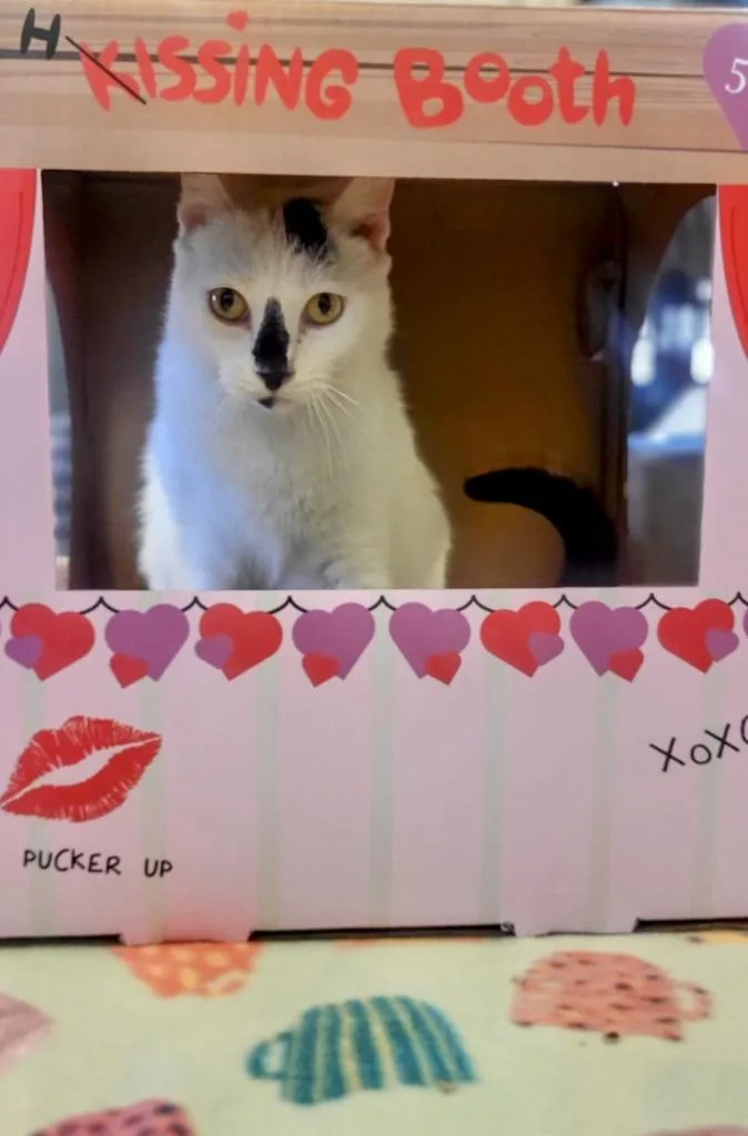 Flea thumbnail 2