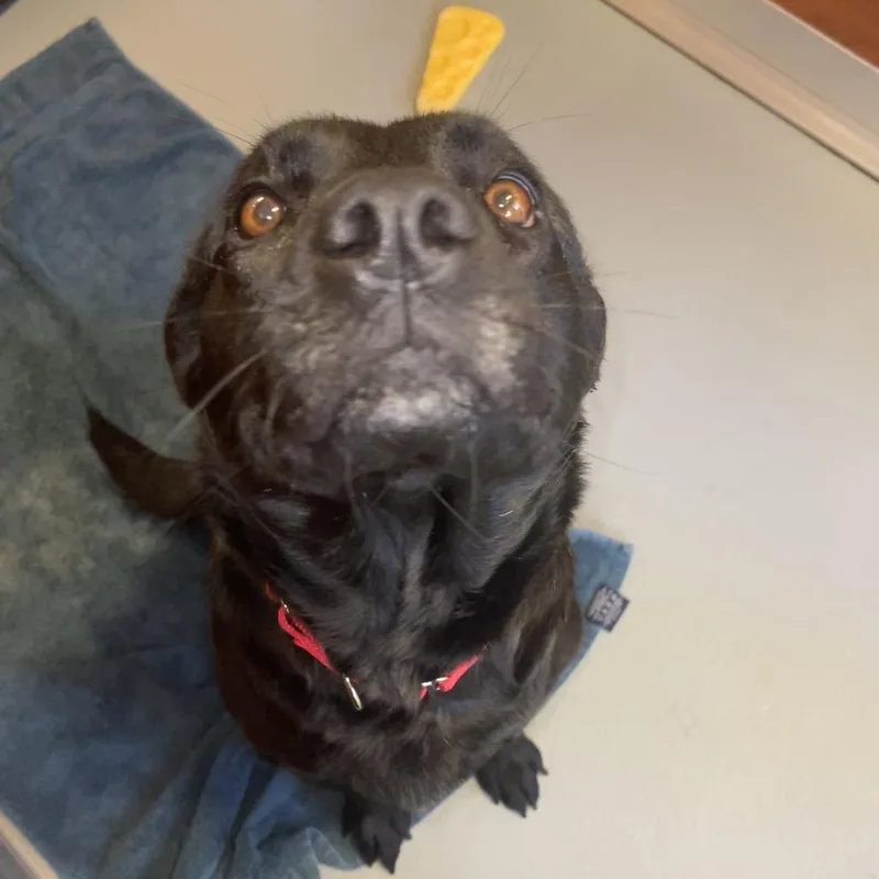 An adult large-sized female Black Mixed Breed dog named Maggie June for adoption in Saint Charles, MO