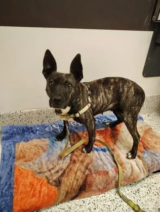 An adult medium-sized female Mixed Breed dog named Birdie for adoption in Atlanta, GA