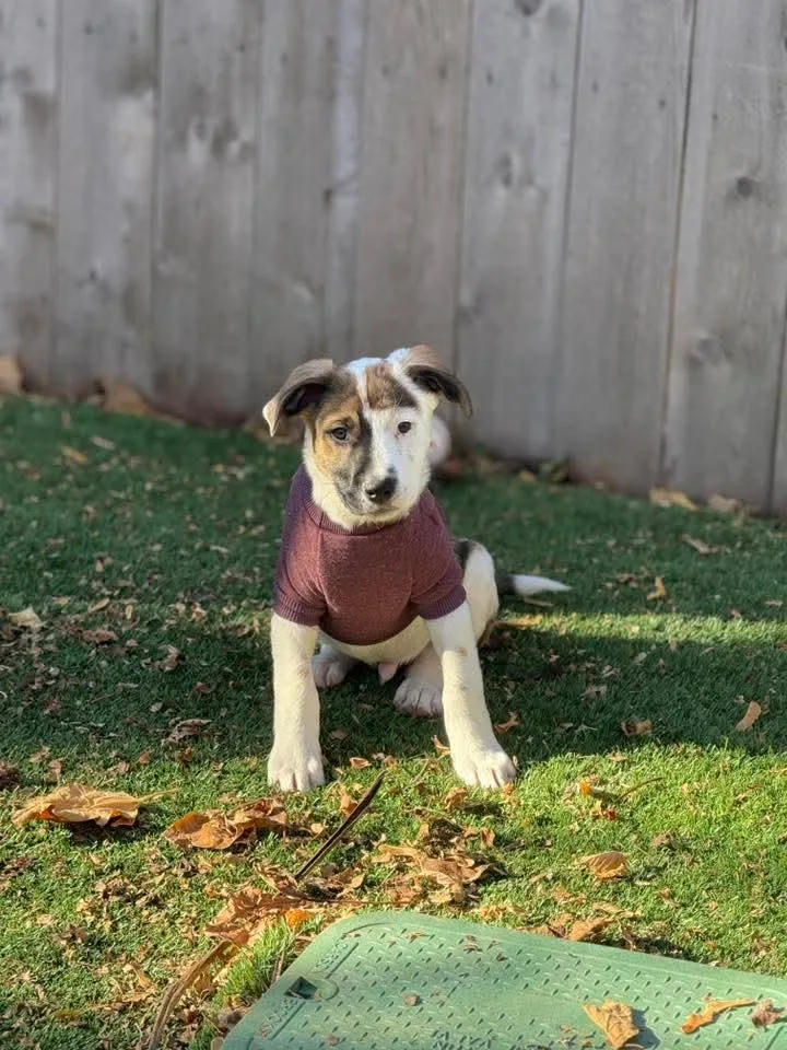 Big Hunk thumbnail 3