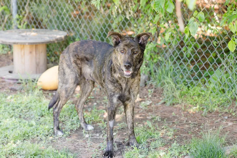 An adult medium-sized female German Shepherd Dog dog named Brittany for adoption in Newburgh, IN