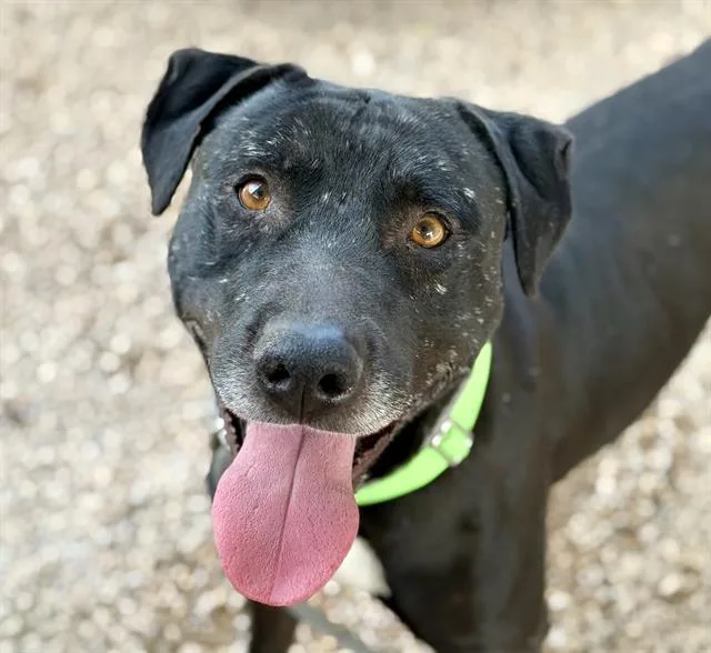 An adult large-sized male Pit Bull Terrier dog named Maple Jack for adoption in Tucson, AZ