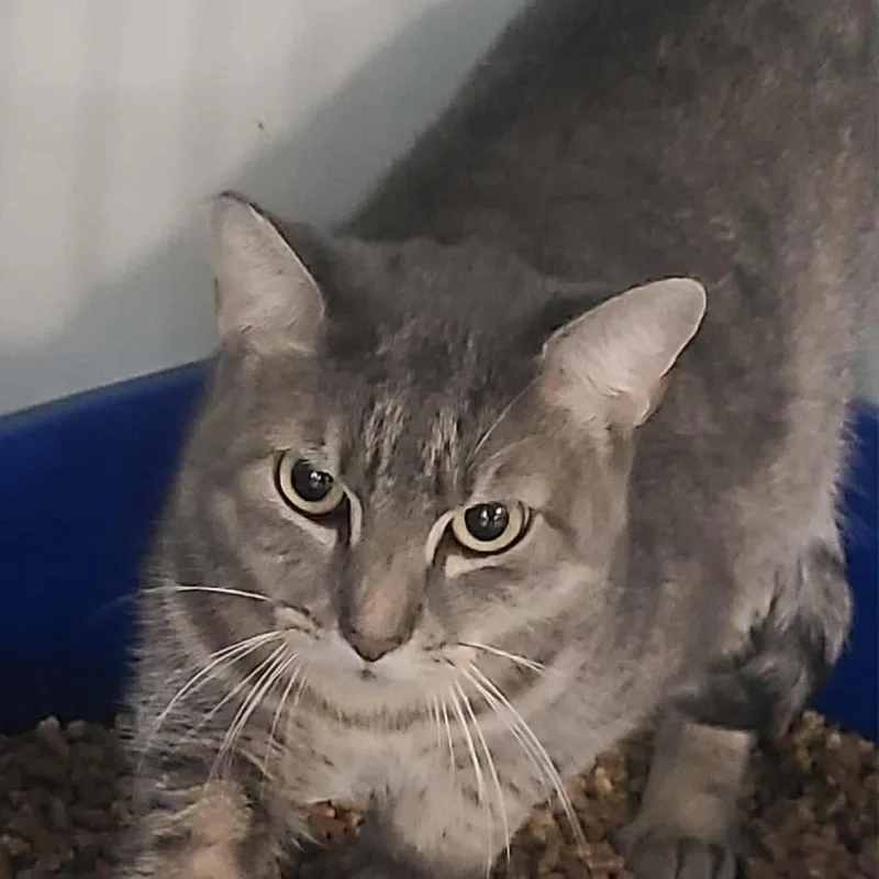 An adult small-sized female Gray / Blue / Silver Domestic Short Hair cat named Cookie for adoption in Hemet, CA