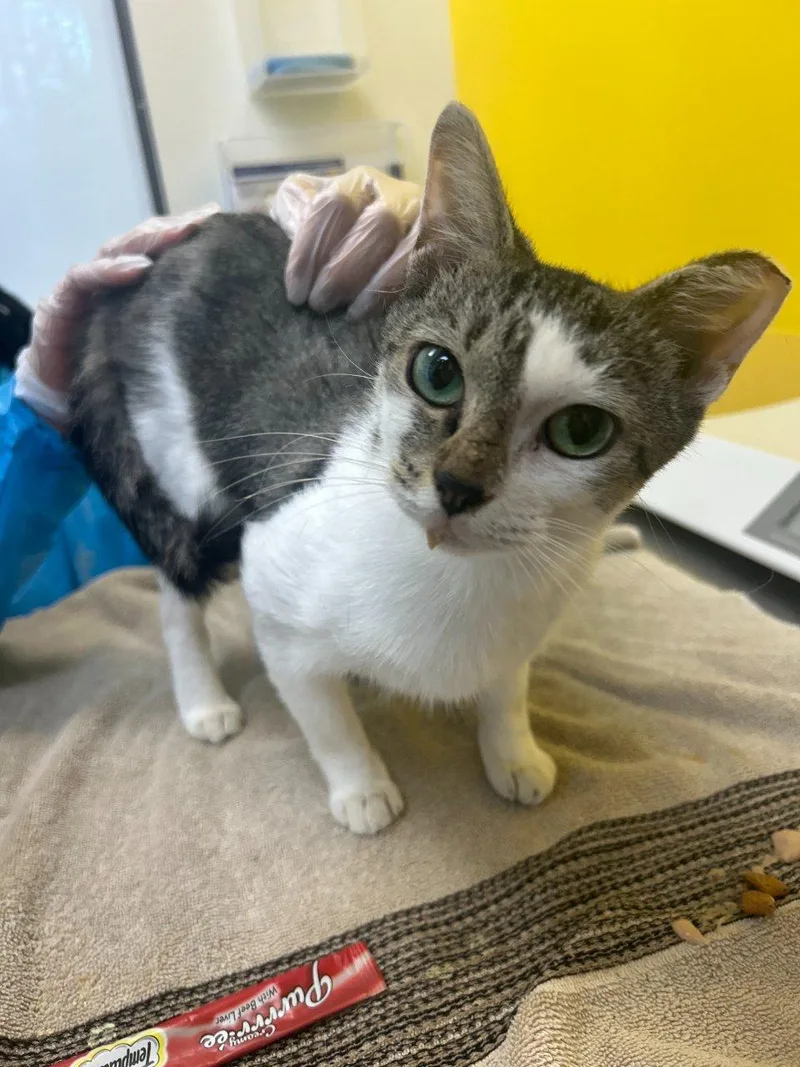 A young small-sized female White Domestic Short Hair cat named Granny Smith for adoption in Raleigh, NC