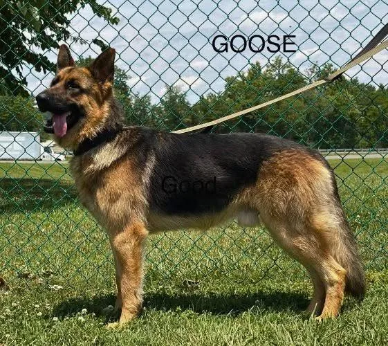 A young large-sized male Bicolor German Shepherd Dog dog named Goose for adoption in Culpeper, VA