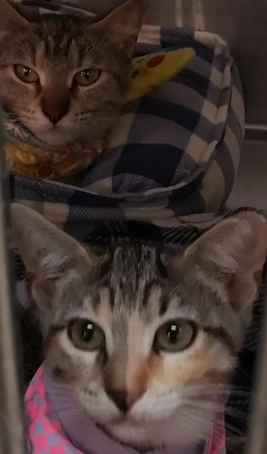 A baby small-sized female Torbie Domestic Short Hair cat named Jade & Emerald for adoption in San Antonio, TX