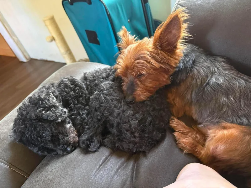 An adult small-sized male Tricolor (Brown, Black, & White) Yorkshire Terrier dog named Ollie and rosie for adoption in Cleveland , OH