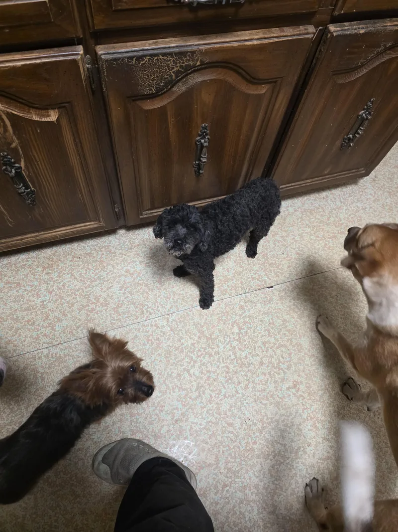 Ollie and rosie thumbnail 4