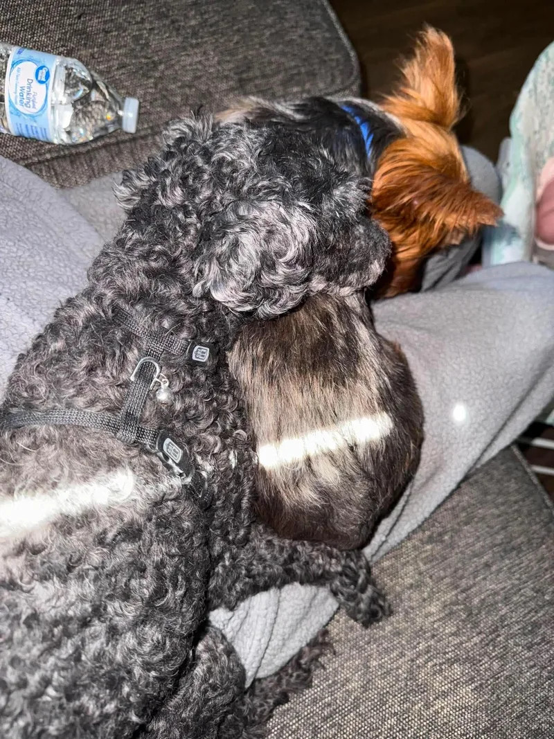Ollie and rosie thumbnail 6