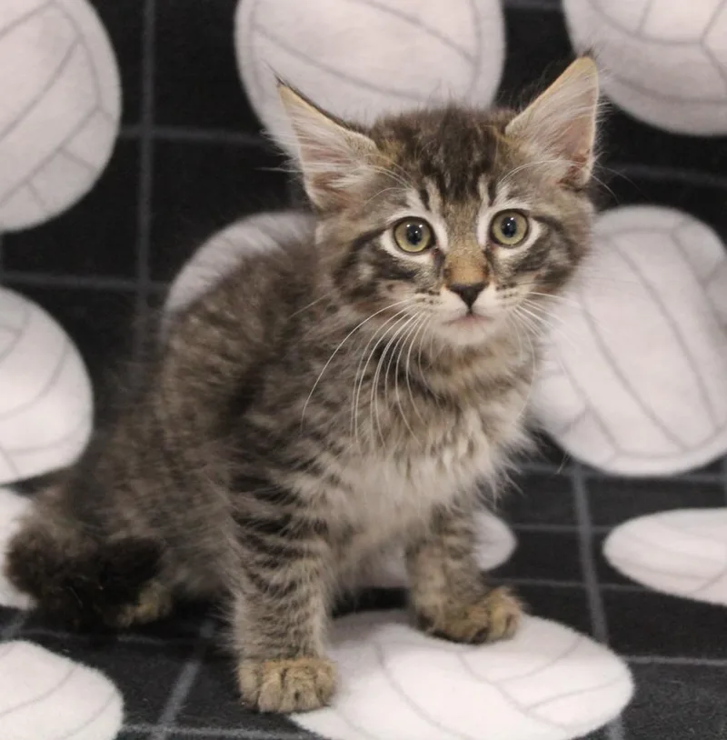 A baby medium-sized male Domestic Long Hair cat named Graham for adoption in Vacaville, CA