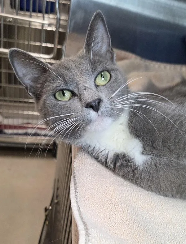 A young medium-sized female Domestic Short Hair cat named Wanda for adoption in Millersville, MD