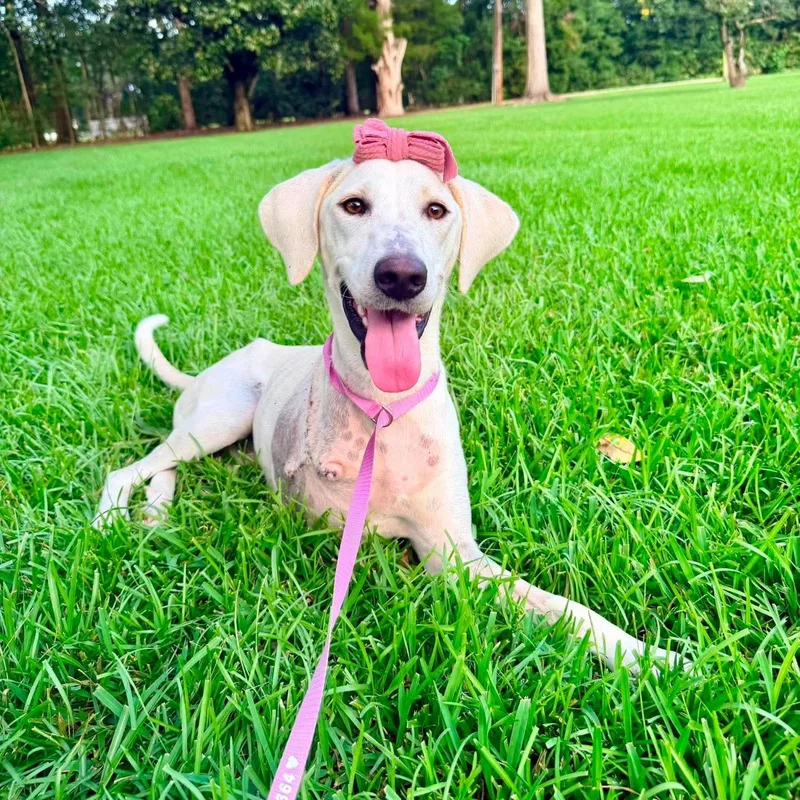 Lily