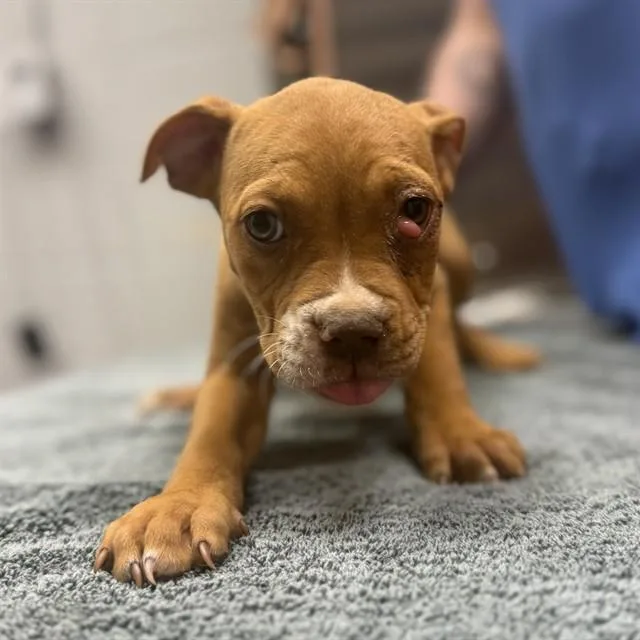 Hazel