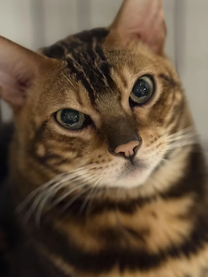 Luca Brasi thumbnail 3