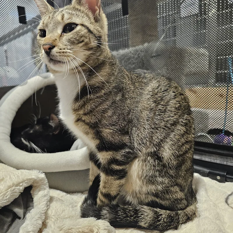 A baby medium-sized female Tabby (Brown / Chocolate) Tabby cat named Cordoba for adoption in Richmond, VA