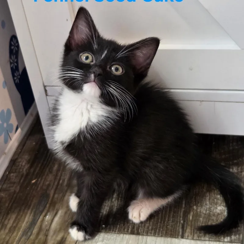 A baby small-sized male Black Domestic Short Hair cat named Fennel Seed Cake for adoption in Fredericksburg, VA