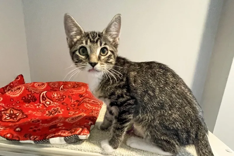 A baby medium-sized male Tabby (Brown / Chocolate) Domestic Short Hair cat named Oliver for adoption in Lincoln, NE
