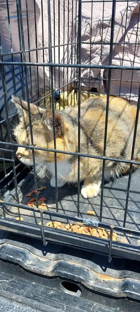 A senior medium-sized female Domestic Short Hair cat named Coco for adoption in Mocksville, NC