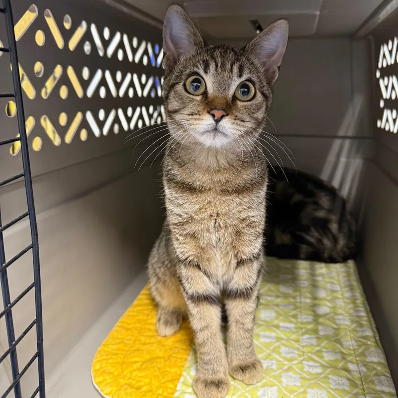 A baby small-sized male Brown / Chocolate Domestic Short Hair cat named Max for adoption in Mount Shasta, CA