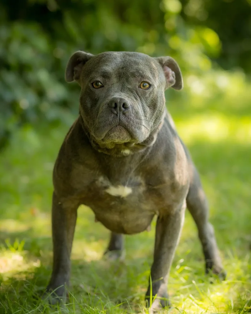 A senior medium-sized female Black American Bully dog named Cloud for adoption in Bridgeport, CT