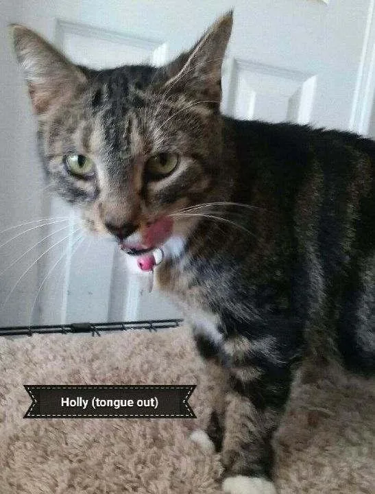 Holly