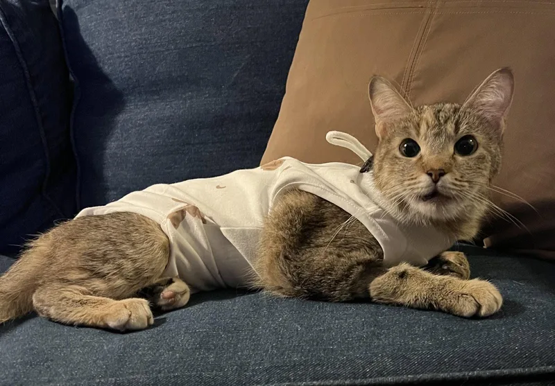 A young small-sized female Domestic Short Hair cat named Tully for adoption in Kansas City, MO