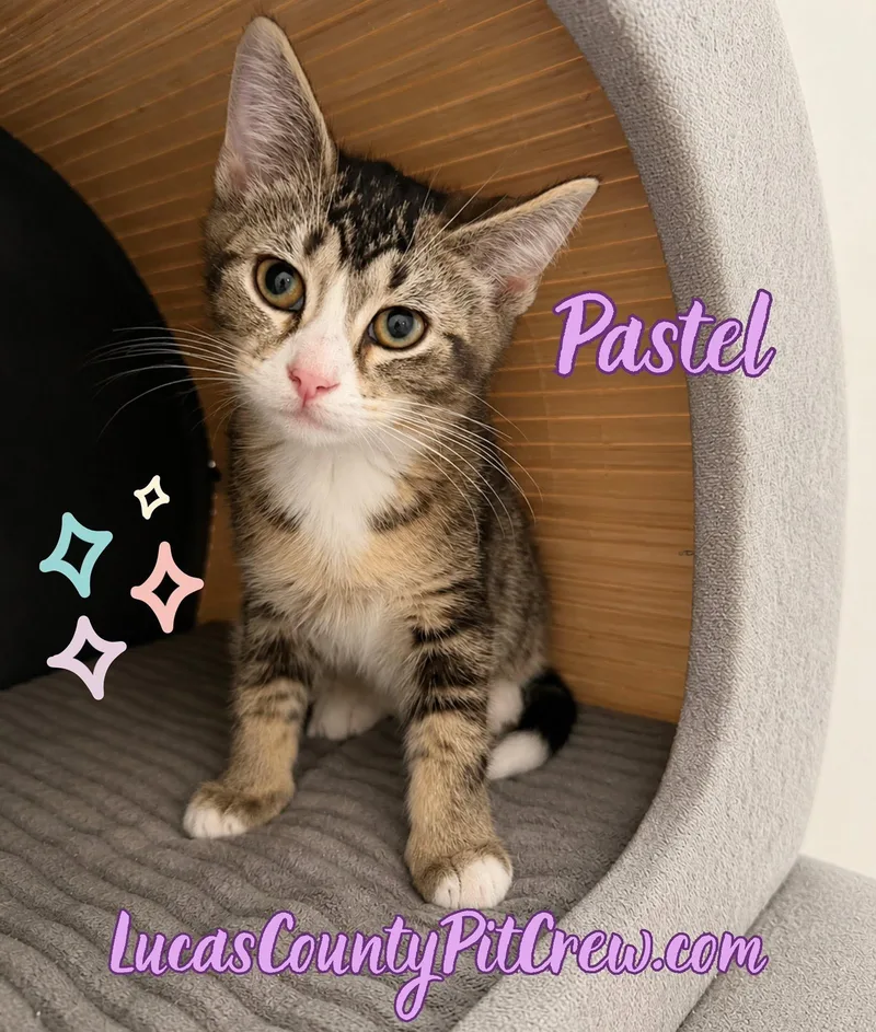Pastel