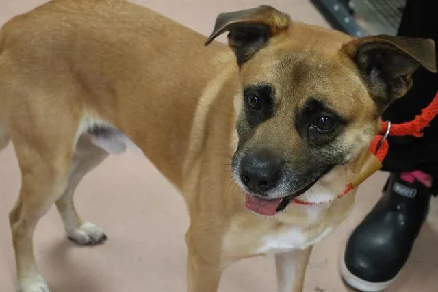 An adult medium-sized male Mixed Breed dog named Surfer for adoption in Columbia, SC