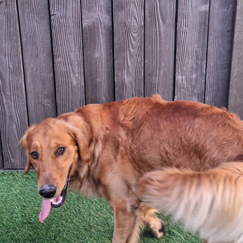 A young large-sized male Golden Golden Retriever dog named Blue Aka Kleiner for adoption in LOXAHATCHEE, FL
