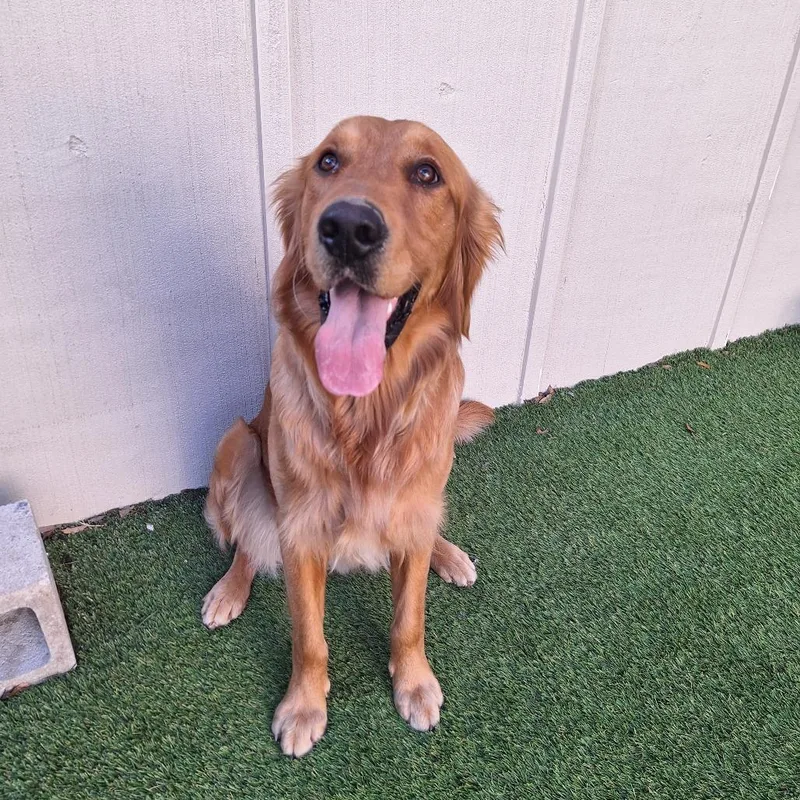 Blue Aka Kleiner thumbnail 2