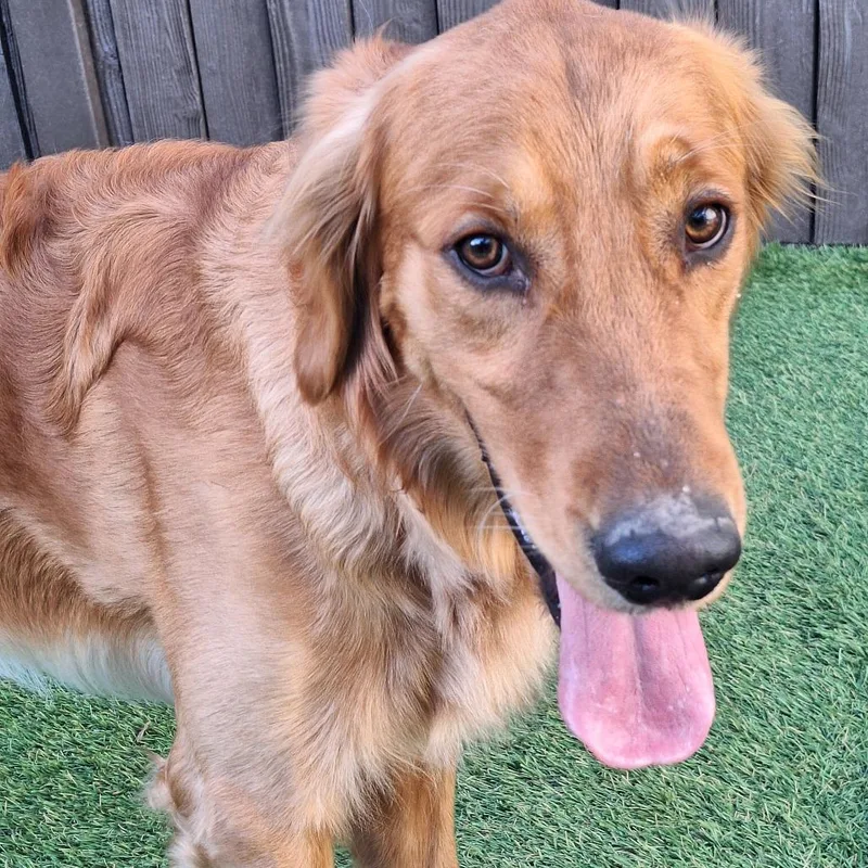 Blue Aka Kleiner thumbnail 3