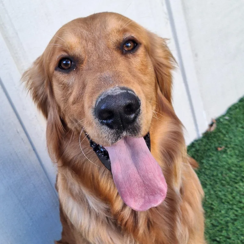 Blue Aka Kleiner thumbnail 4