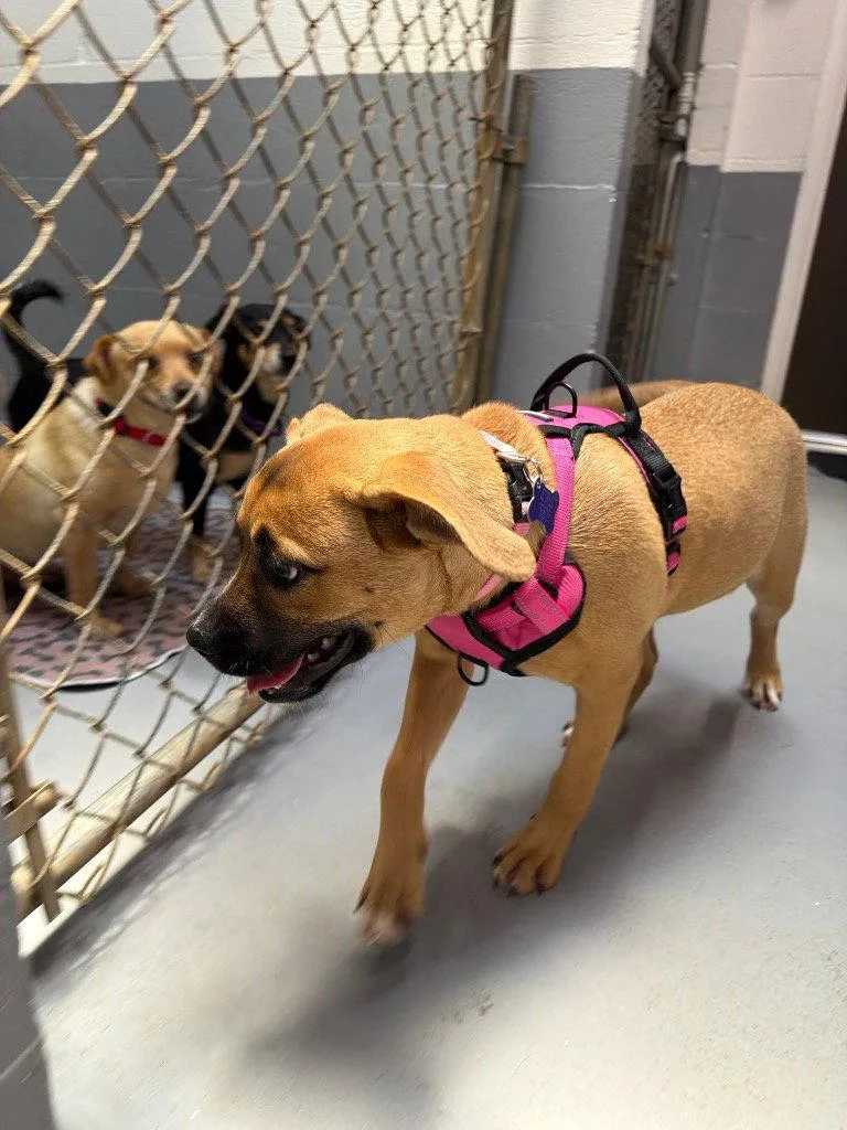A baby medium-sized female Boxer dog named Pebbles for adoption in Ellijay, GA