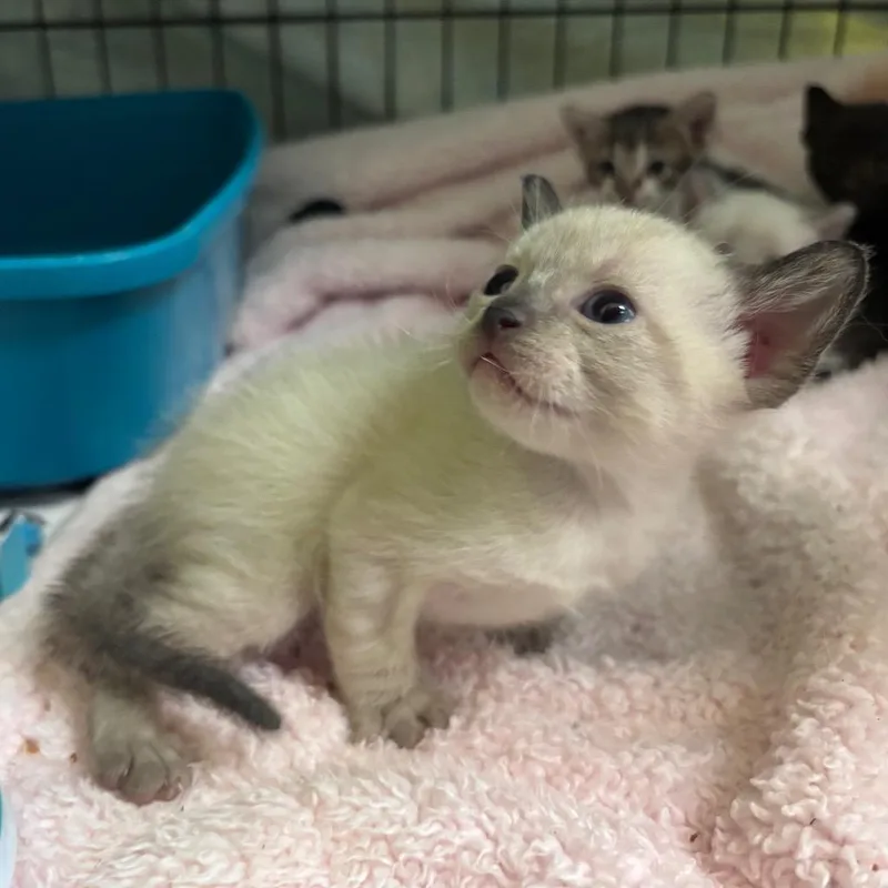 A baby small-sized male Siamese cat named Alfredo for adoption in Corpus Christi, TX