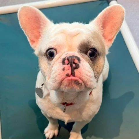 A young medium-sized male French Bulldog dog named Valley for adoption in Cumming, GA