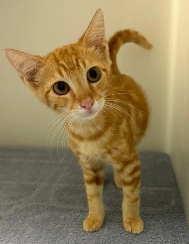 A young medium-sized male Tabby (Orange / Red) Domestic Short Hair cat named Potato for adoption in Katy, TX