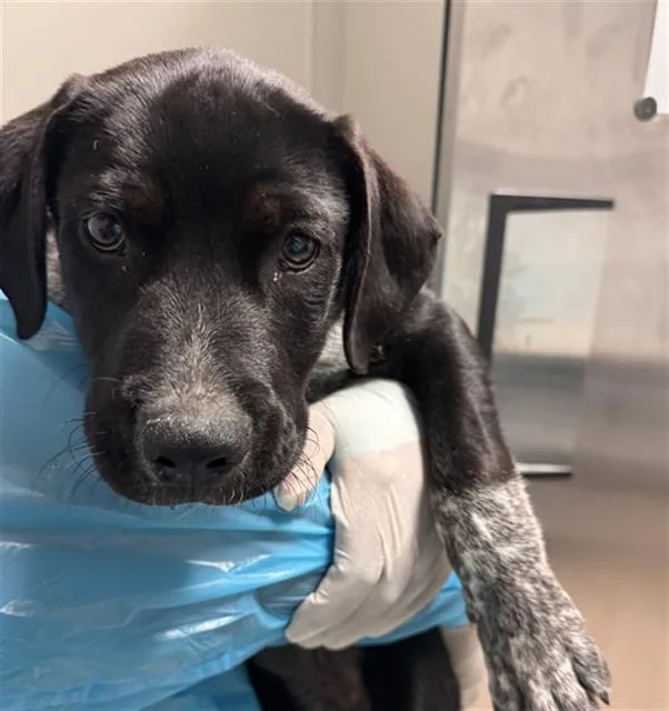 A baby small-sized male Australian Cattle Dog / Blue Heeler dog named Ryan Evans for adoption in Bakersfield, CA