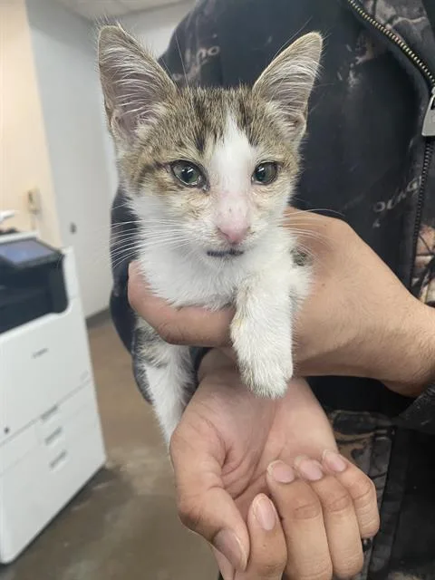 A baby medium-sized male Domestic Short Hair cat named Christopher for adoption in Dallas, TX